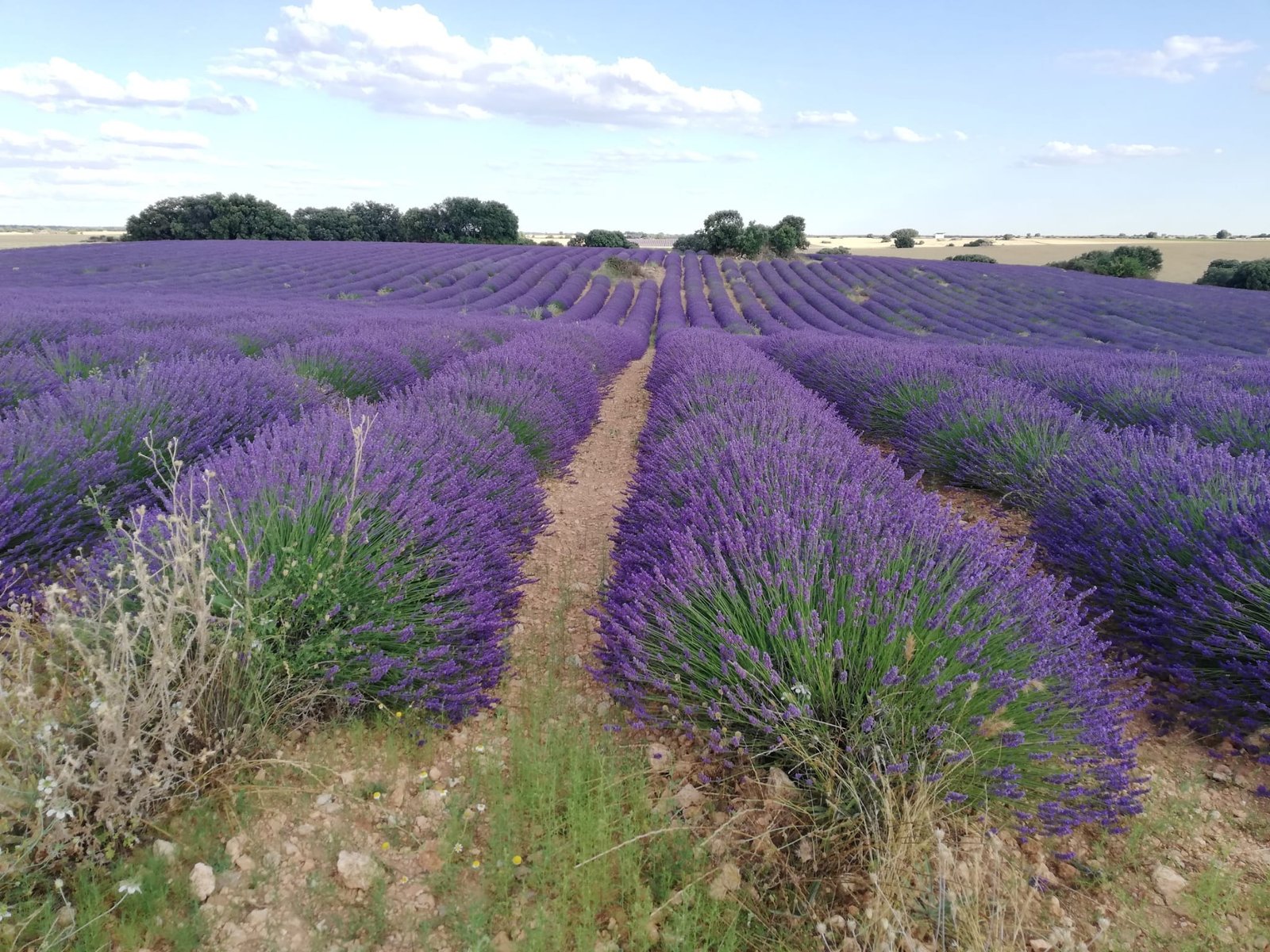 Lavanda Brihuega