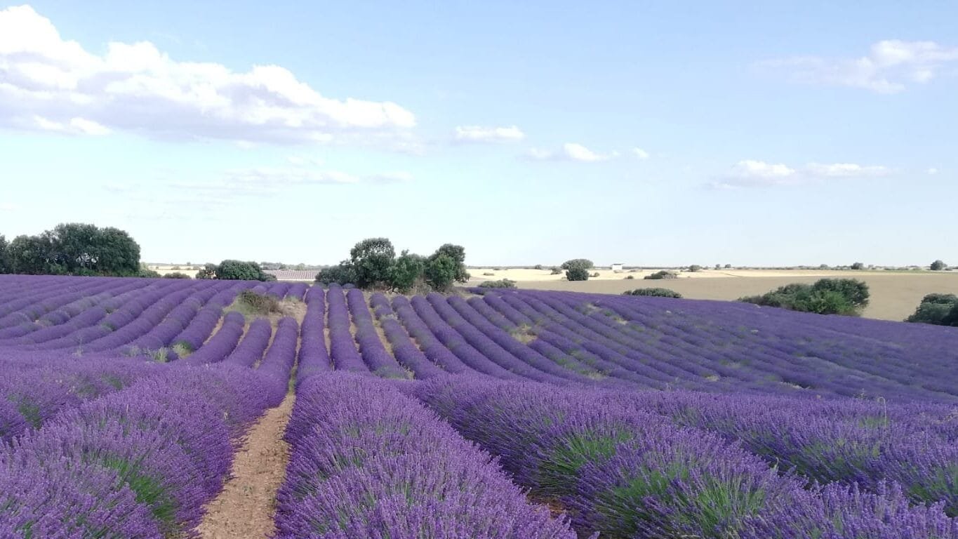 Lavanda Brihuega